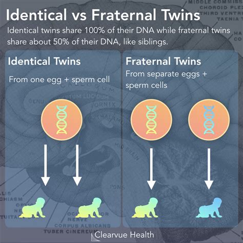 what are the odds of having fraternal twins|Fraternal (Nonidentical) Twins: Types, Genes, Parenting.